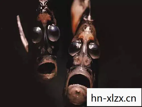 神灯使徒，点亮希望之光的神秘存在
