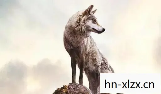 便便狼，自然界的奇妙清洁工