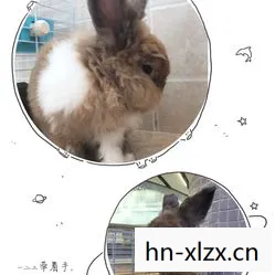 雷曼兔子,萌宠背后的故事与养护指南 雷曼兔子,萌宠背后的故事与养护指南