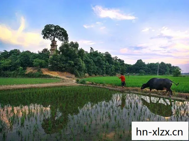 蚱蜢闹翻天，一场意外的生态奇观