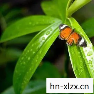 蟋蟀怎么获得狼蛛皮肤,蟋蟀怎么获得狼蛛 蟋蟀怎么获得狼蛛皮肤,蟋蟀怎么获得狼蛛