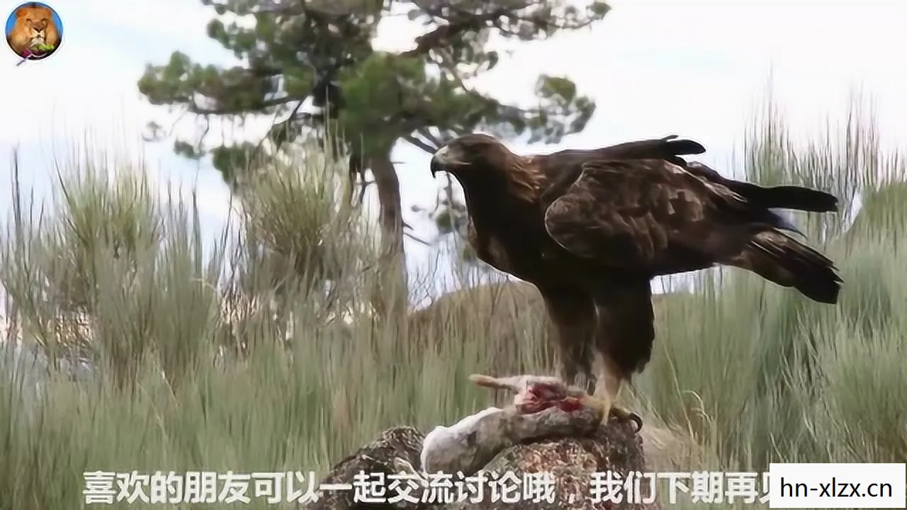 狼鸟是什么意思，狼鸟，自然界的神秘访客