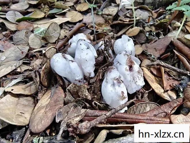 白僵蚕的功效与作用，白僵，古老而神秘的生物现象