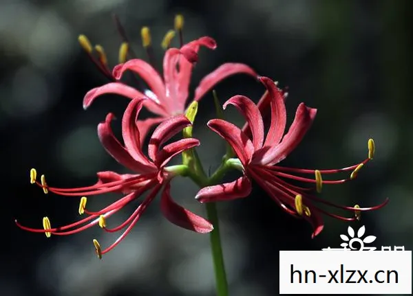 彼岸花评论，彼岸花，美丽与神秘的象征
