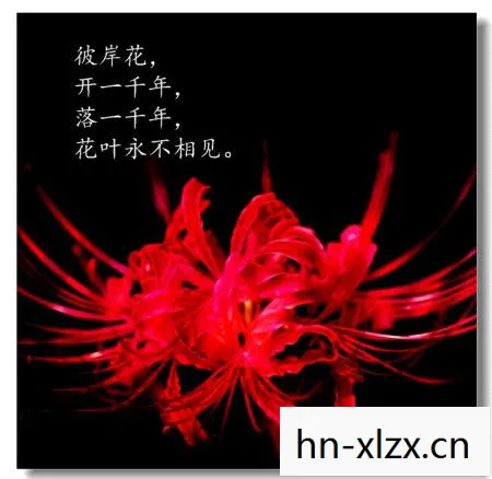 彼岸花评论，彼岸花，美丽与神秘的象征
