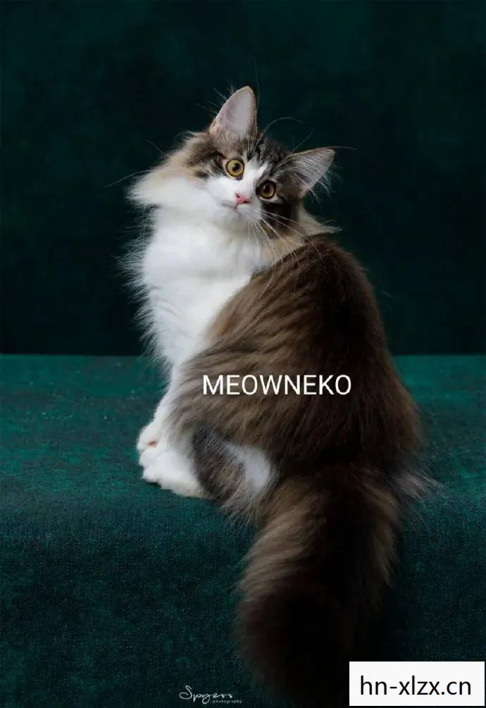 名贵猫王后代做体检被误做绝育,主人当场崩溃,医院回应，名贵猫王后代被医院误做绝育