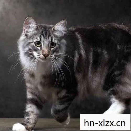 名贵猫王后代做体检被误做绝育,主人当场崩溃,医院回应，名贵猫王后代被医院误做绝育