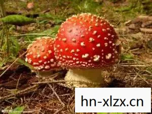 黑蘑菇的功效与作用，黑蘑菇，神秘而诱人的自然馈赠