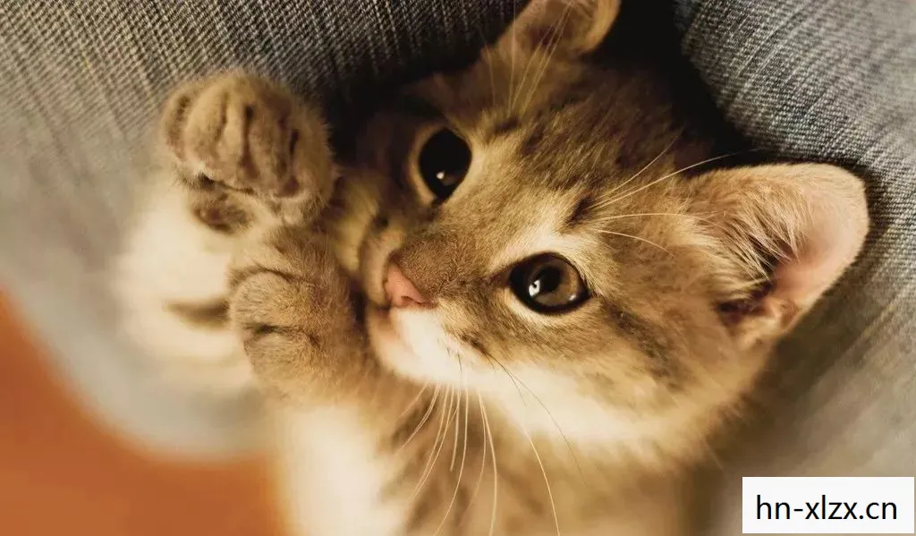 一只猫咪的奇妙冒险图片