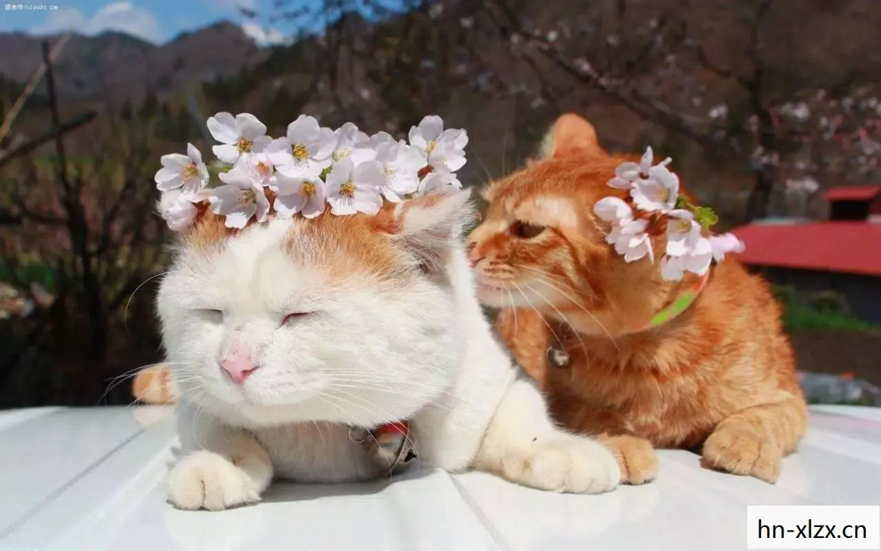 妙妙猫迪士尼,妙妙猫,一只猫咪的奇妙冒险 妙妙猫迪士尼,妙妙猫,一只猫咪的奇妙冒险