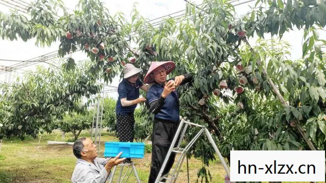 蜜风果园在什么位置，蜜风果园，探索自然与健康的甜蜜之旅