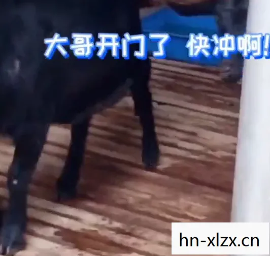 羊了个羊第一关怎么过，羊了个羊第一关，解锁智慧与策略的奇妙之旅