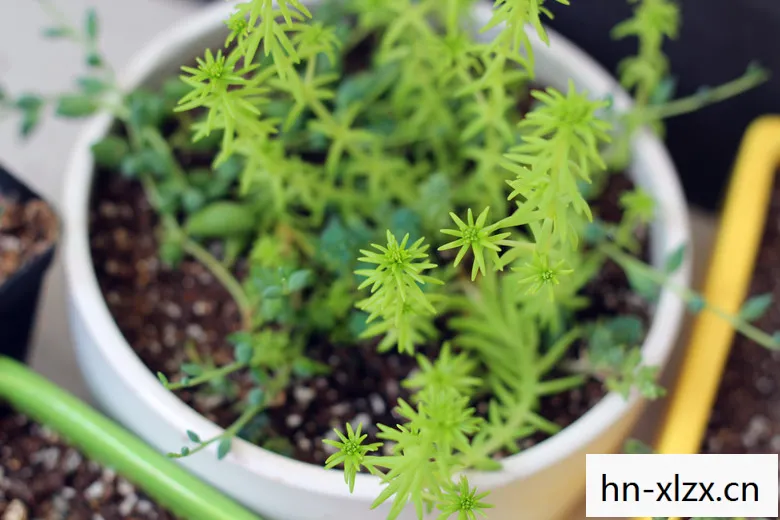 生机盎然的嫩芽皮肤，解锁自然美肌的奥秘