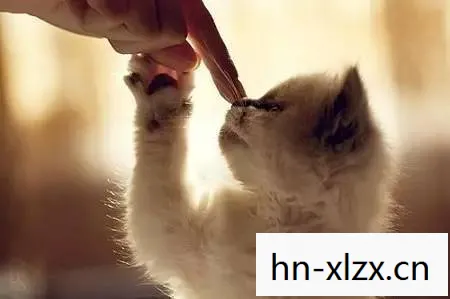 扑猫M0P，扑猫，一场关于爱与责任的温馨故事