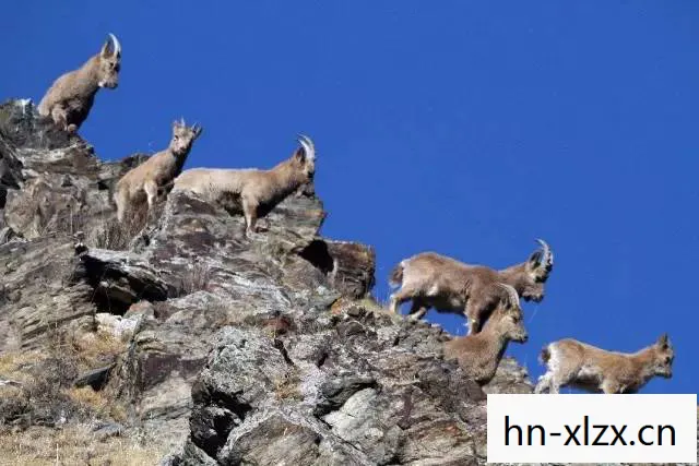 探秘北山羊,高山上的神秘居民 探秘北山羊,高山上的神秘居民