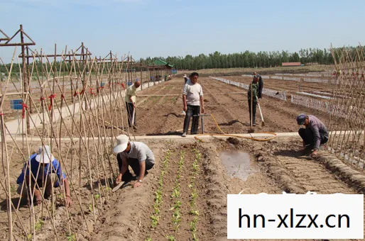 种菜游戏农场,种菜游戏,虚拟田园中的乐趣与收获 种菜游戏农场,种菜游戏,虚拟田园中的乐趣与收获