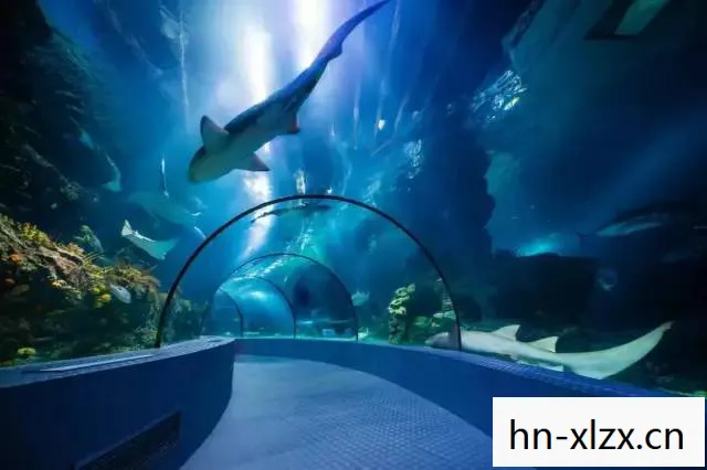 我的水族馆游戏，水族馆游戏，探索海洋世界的奇妙之旅