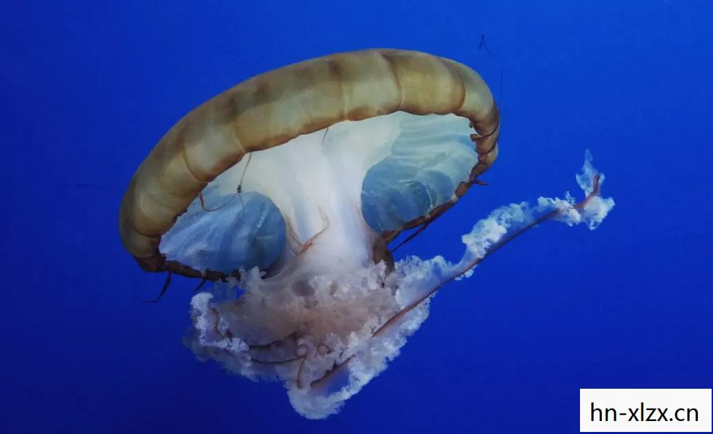 烈火饰章，烈火章鱼，神秘海洋的奇幻生物