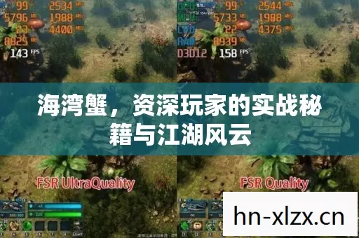 海湾蟹,资深玩家的实战秘籍与江湖风云 海湾蟹,资深玩家的实战秘籍与江湖风云