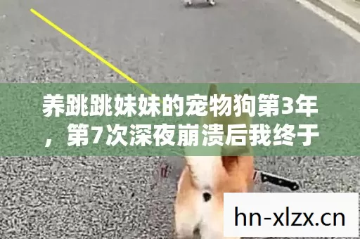 养跳跳妹妹的宠物狗第3年，第7次深夜崩溃后我终于看清了一个扎心真相