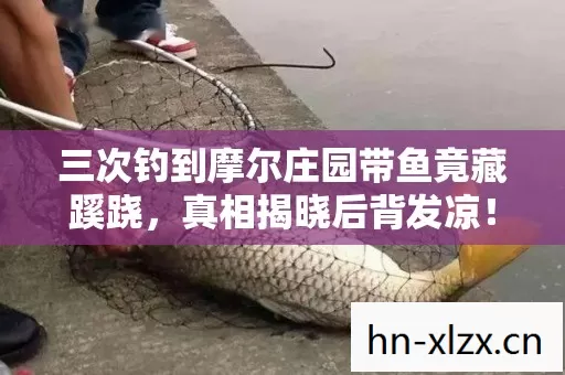 三次钓到摩尔庄园带鱼竟藏蹊跷,真相揭晓后背发凉! 三次钓到摩尔庄园带鱼竟藏蹊跷,真相揭晓后背发凉!