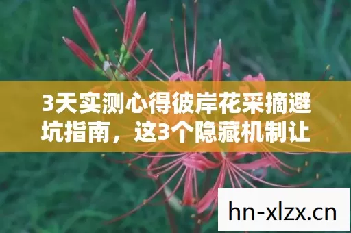 3天实测心得彼岸花采摘避坑指南图片