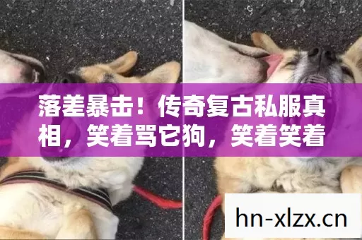 落差暴击!传奇复古私服真相,笑着骂它狗,笑着笑着哭了 落差暴击!传奇复古私服真相,笑着骂它狗,笑着笑着哭了